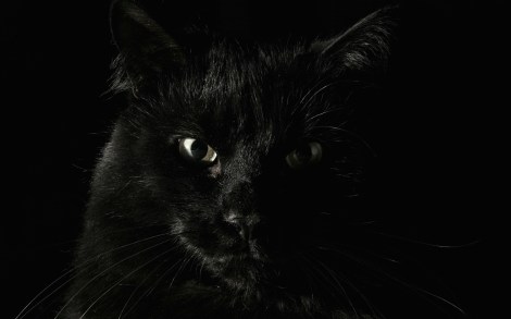 Gato negro