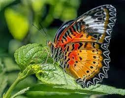 15645339_10211703920219330_1544809104_n