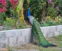 15683563_10211703917819270_1912324526_n