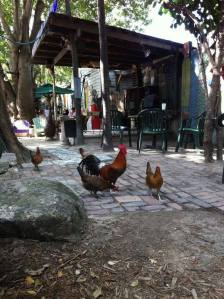 16128677_10211974985435791_869085379_n