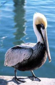 16144547_10211974962635221_172836847_n