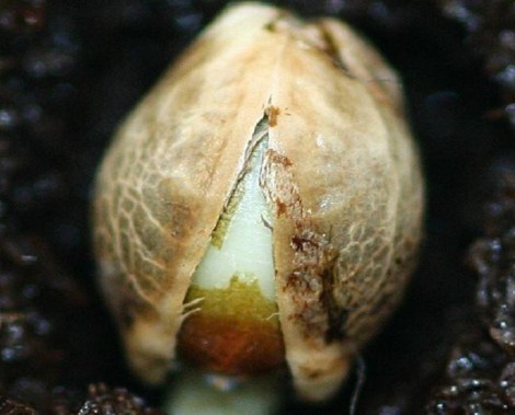 germinate-cannabis-seedss