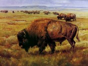 bisontes1