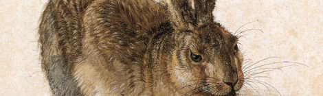 durer feldhase